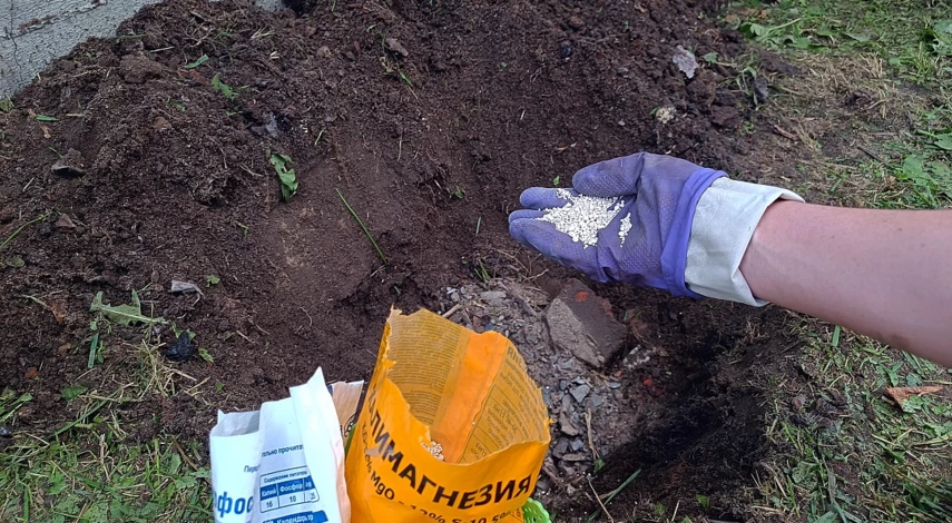 Калина бульденеж пересадка на новое место