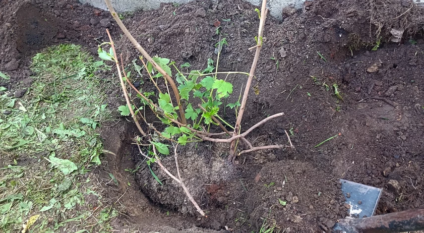 Калина бульденеж где посадить