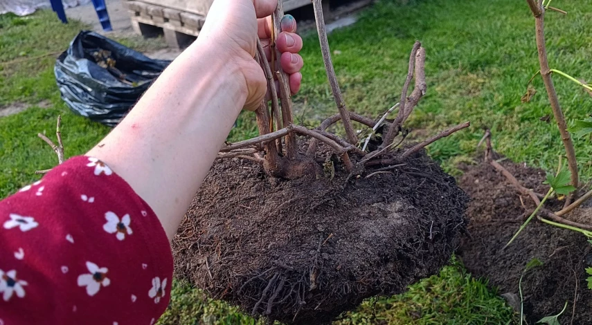 Калина бульденеж как посадить