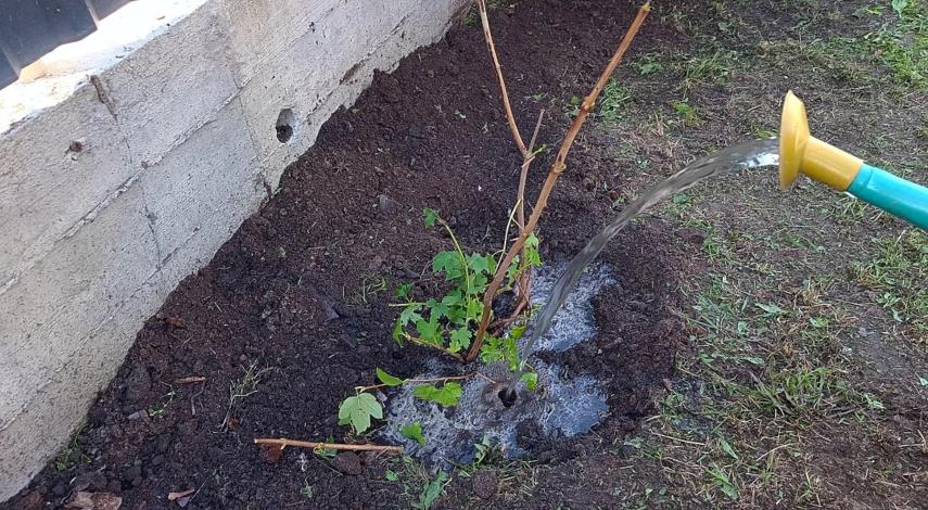 Калина бульденеж посадка в Сибири