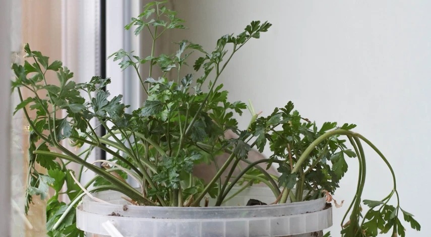 как вырастить петрушку на подоконнике