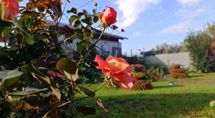 Обрезка роз на зиму