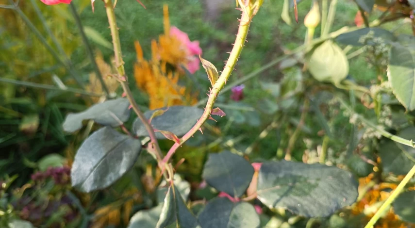 Как обрезать розы на зиму