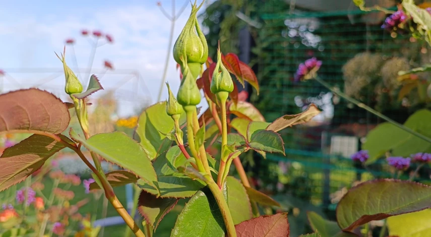 Обрезка роз для начинающих