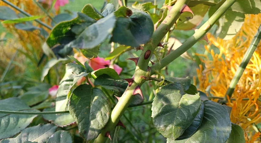 Осенняя обрезка роз