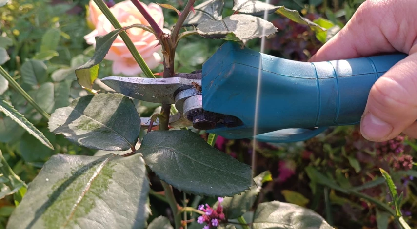 Обрезать ли розы осенью