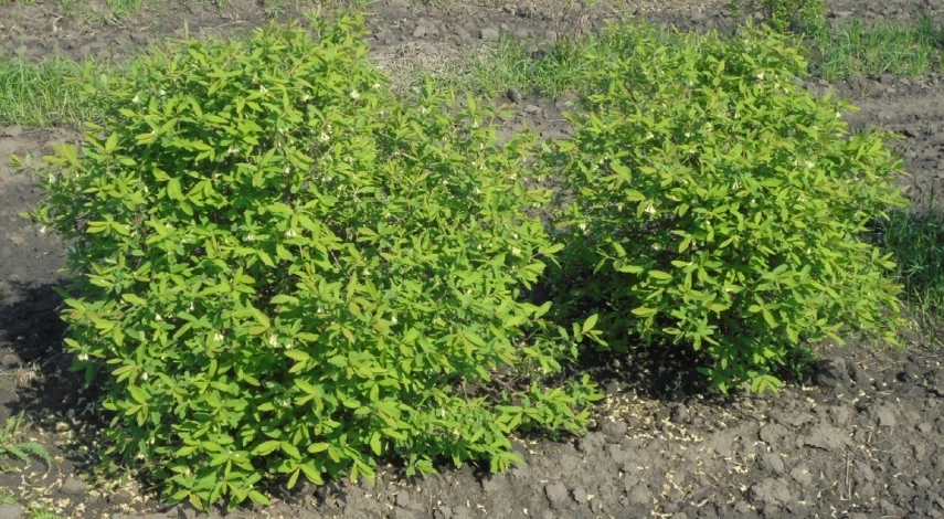 Обрезка жимолости когда и как правильно