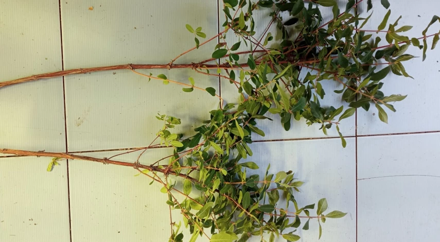 Обрезка жимолости для начинающих