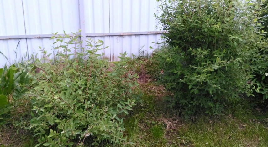 Как обрезать жимолость