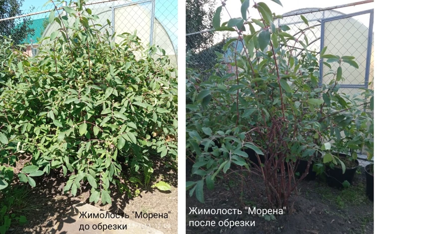 Как обрезать жимолость для начинающих