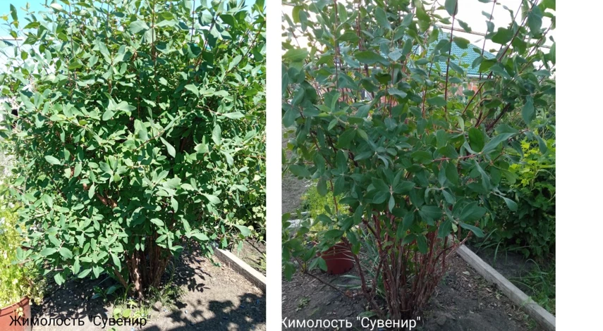 Когда делать обрезку жимолости