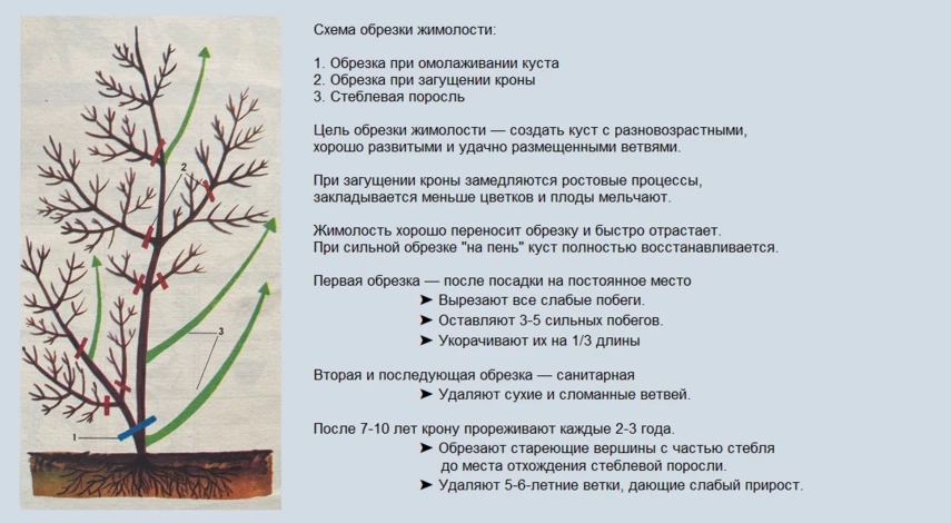 схема обрезки жимолости
