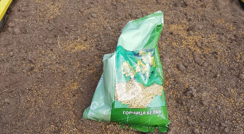 Горчица для улучшения почвы