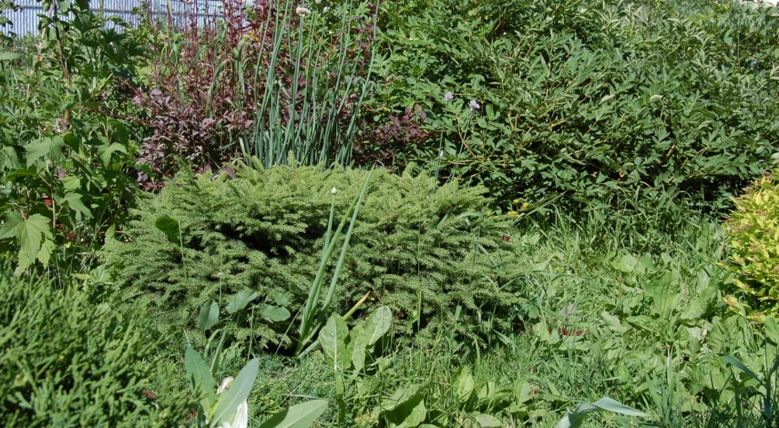 Улучшение почвы осенью