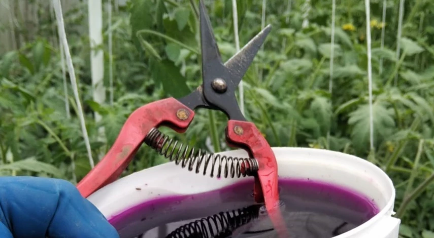 Чем обработать почву в теплице