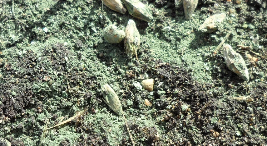 Чем обработать почву в теплице от болезней