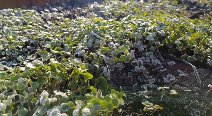 Как проверить кислотность почвы