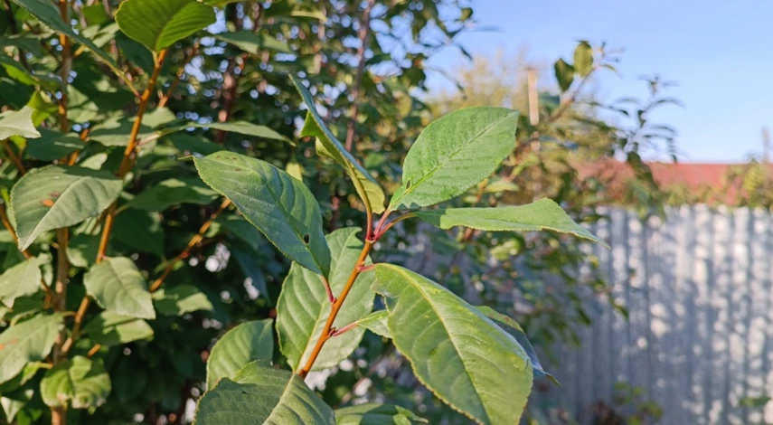 Как определить кислотность почвы в домашних условиях