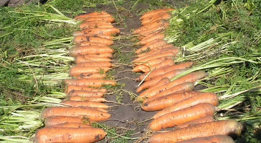Как хранить морковь на зиму в пакетах