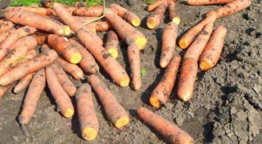 Правильное хранение моркови