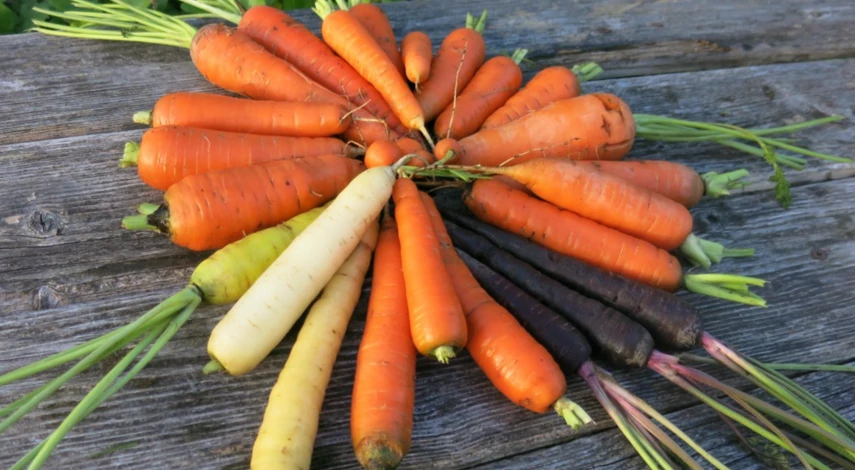 Как правильно хранить морковь на зиму