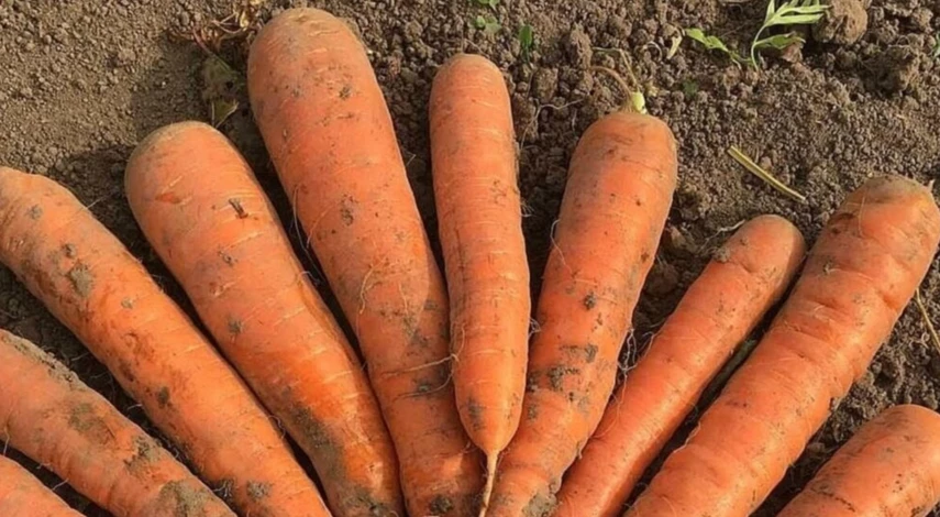 Способы хранения моркови