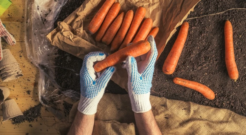 Хранение моркови на зиму