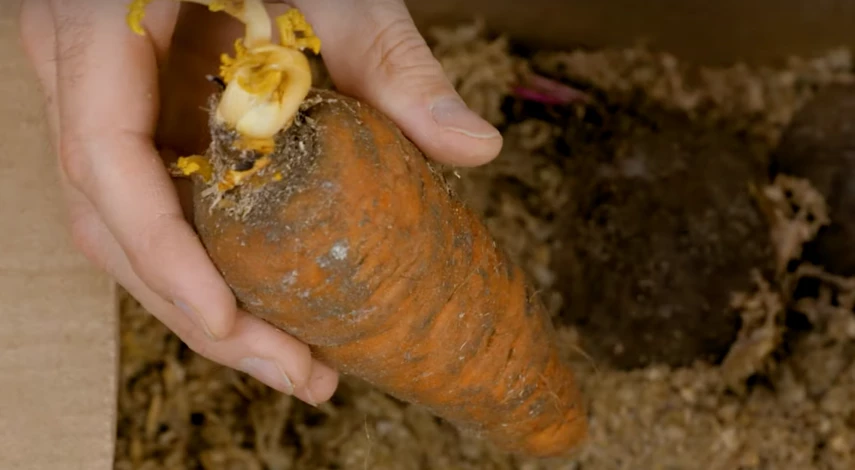 Хранение моркови в погребе