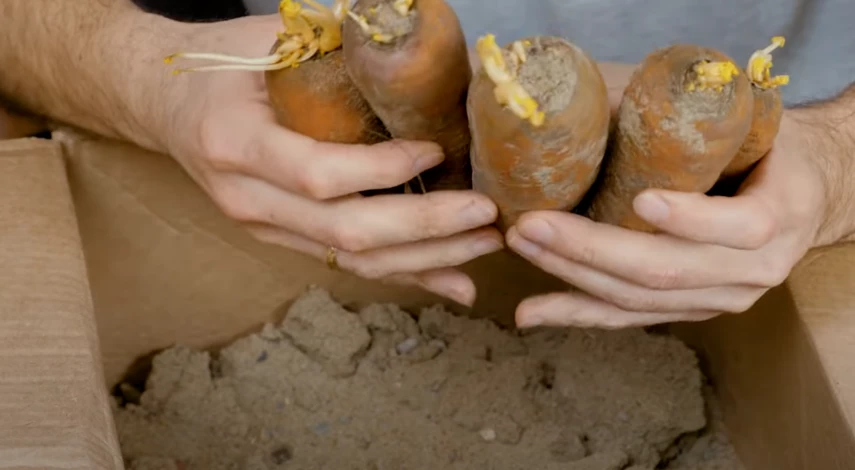 Как хранить морковь в песке