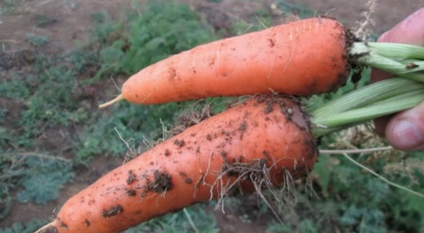 Как хранить морковь в подполе