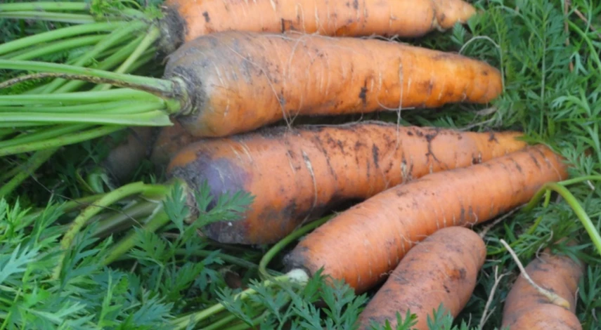 Хранение моркови в банках