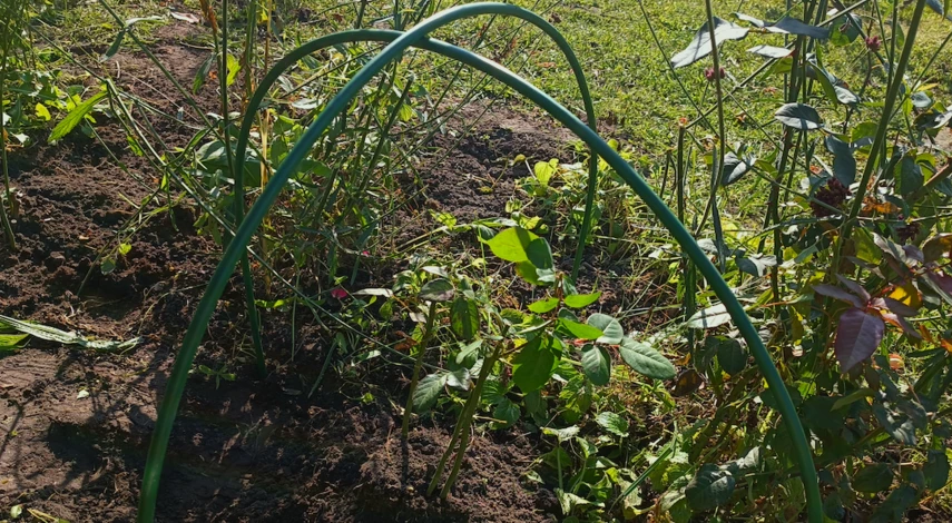 Чем лучше укрыть розы на зиму