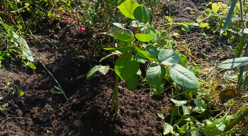 Чем можно укрыть розы на зиму