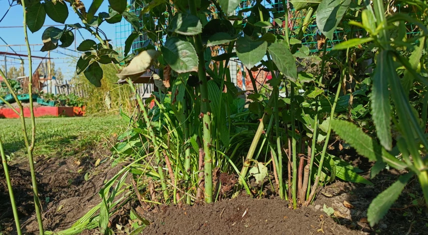 Чем укрыть розу на зиму кроме лапника