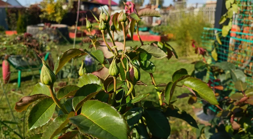 Сроки укрытия роз