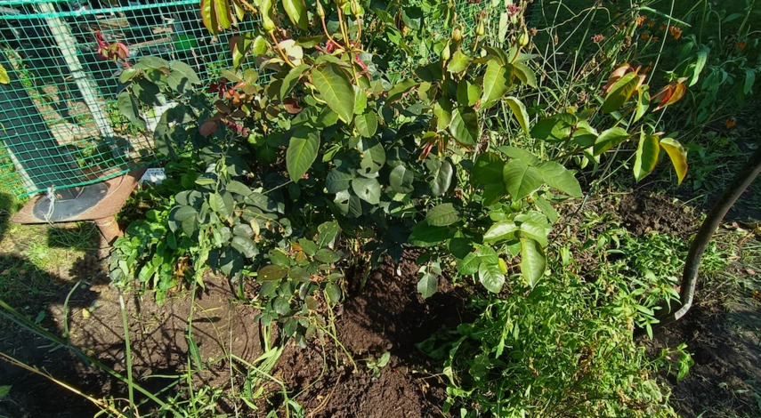 Укрывной материал для роз на зиму