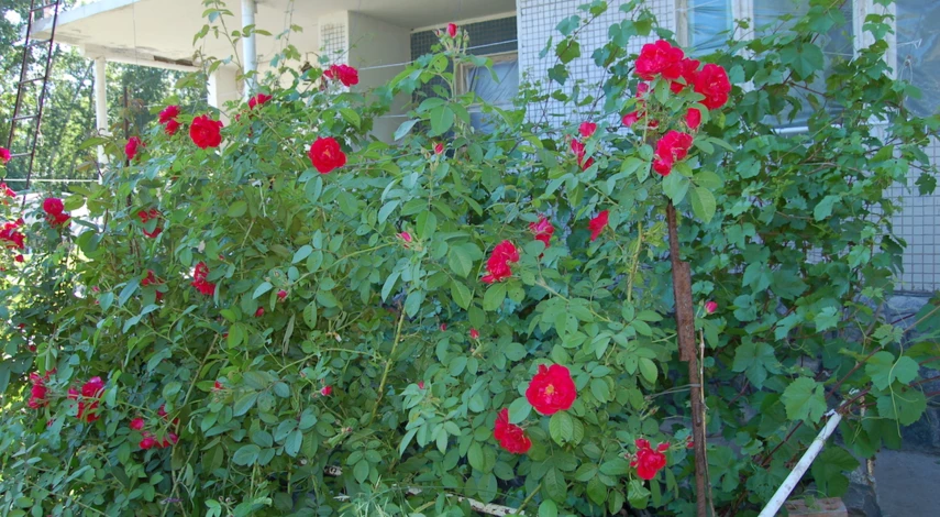 При какой температуре укрывать розы