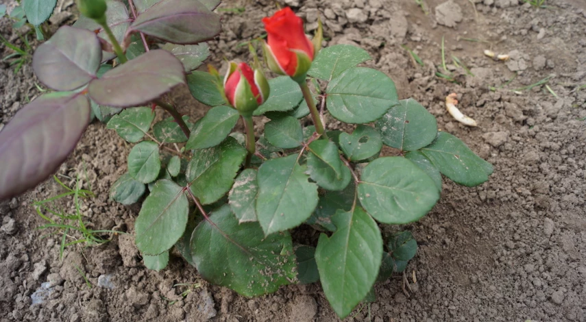 При какой температуре укрывать розы на зиму