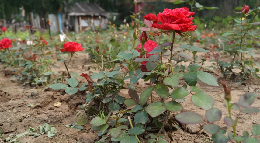 При какой температуре закрывать розы на зиму
