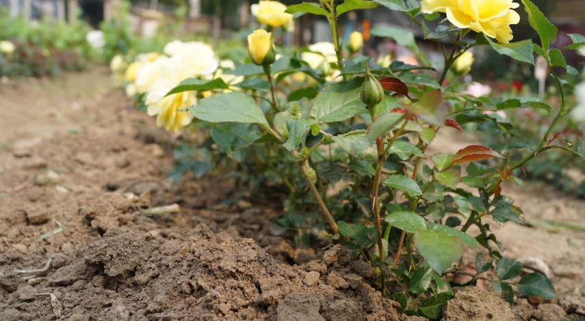 При какой температуре нужно укрывать розы