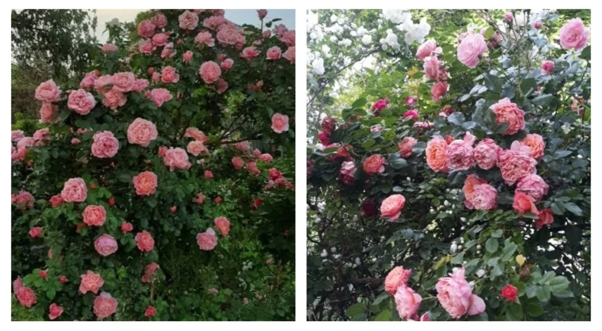 Сорт розы Мари кюри