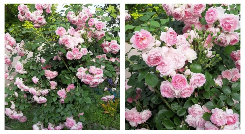 Сорт розы Жасмина