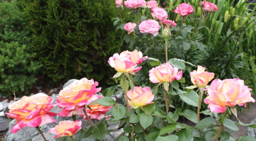 Сорт розы Восточный экспресс