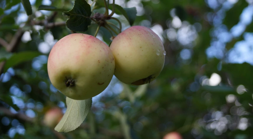 Когда осенью обрезать яблони на зиму