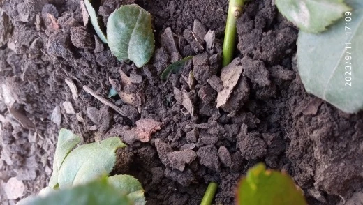 черенкование роз отводками