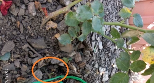 как черенковать розы отводками