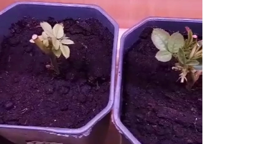 черенкование роз летом