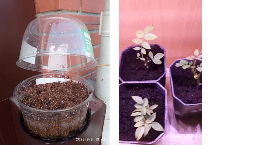 как укоренить черенки роз