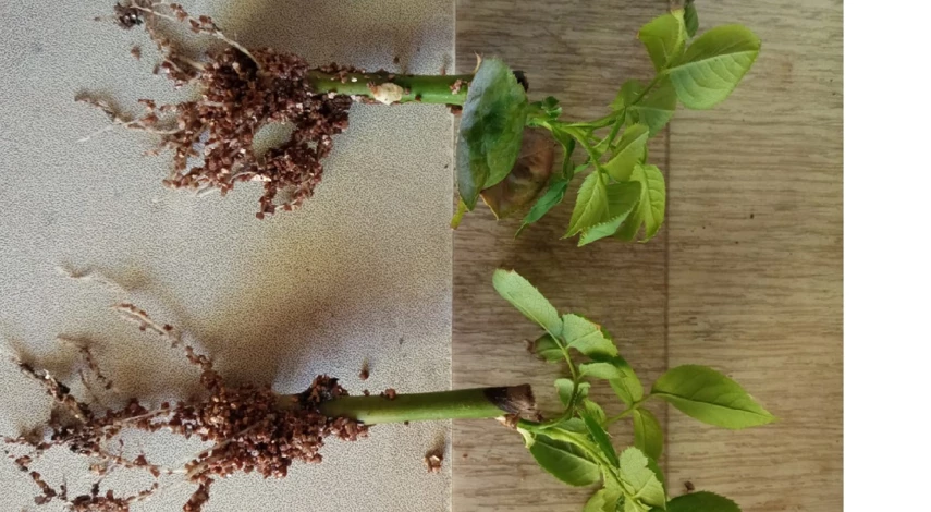 укорененные черенки роз