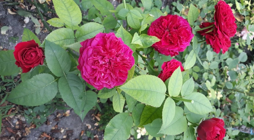 воздушное черенкование роз